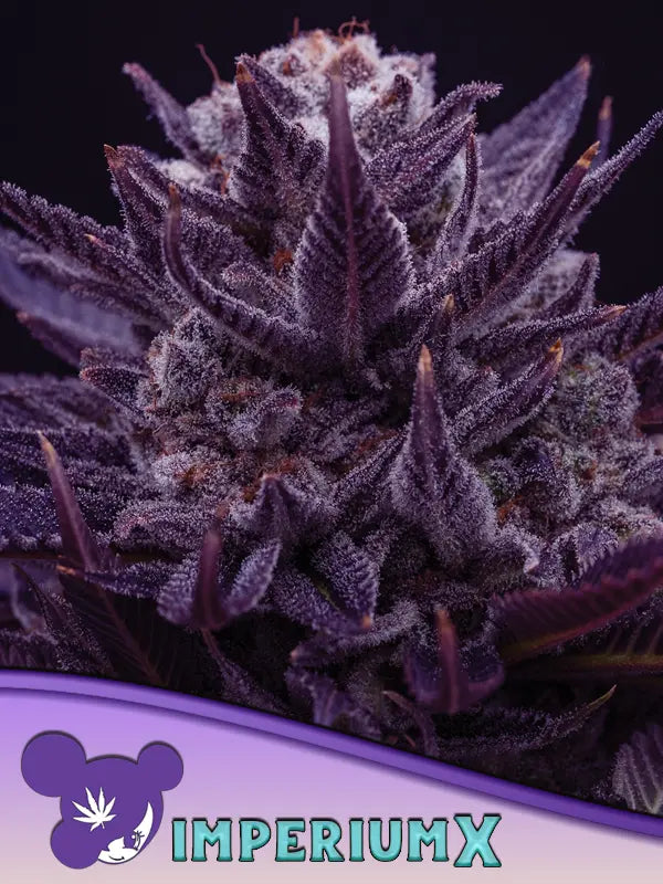 Anesia Seeds Imperium X Cannabis Samen