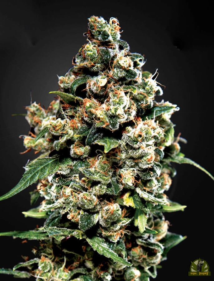 Jack Herer von Green House Seeds