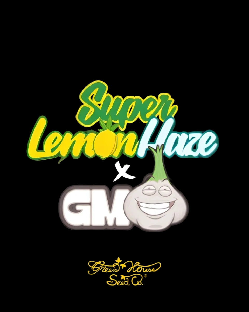 Super Lemon Haze x GMO