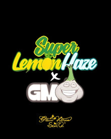 Super Lemon Haze x GMO
