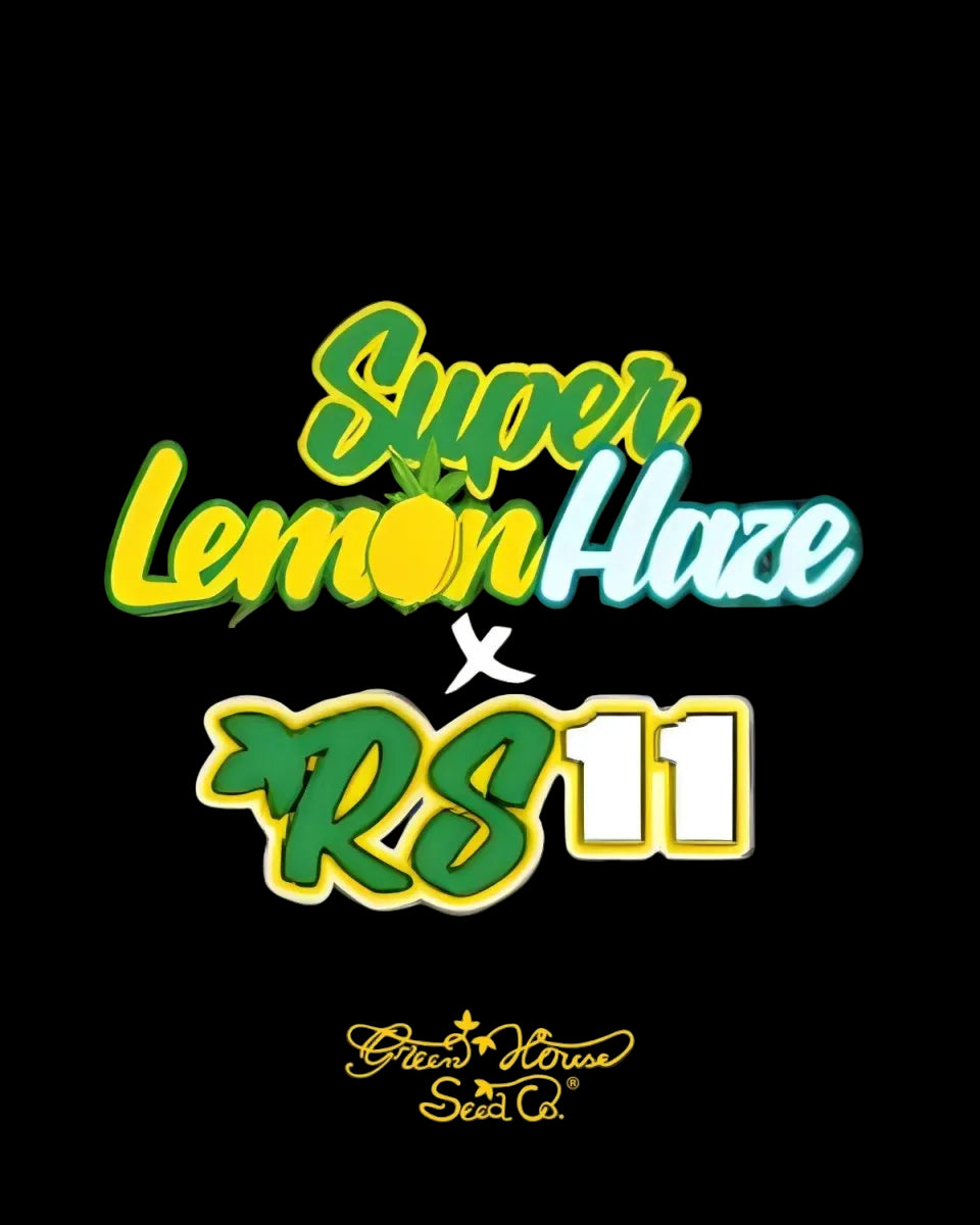 Super Lemon Haze x RS11