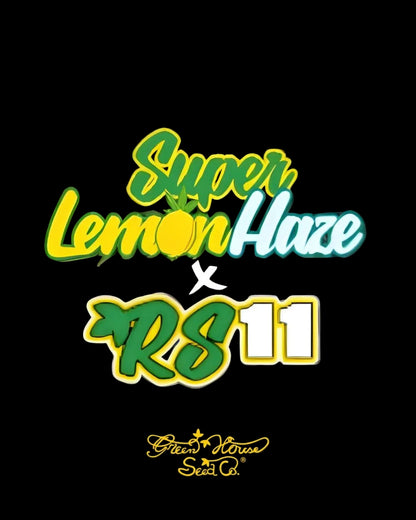 Super Lemon Haze x RS11