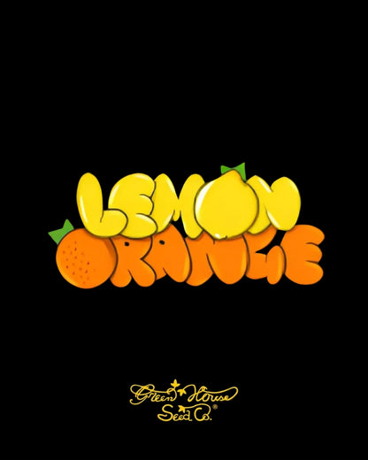 Lemon Orange Greenhouse Seeds