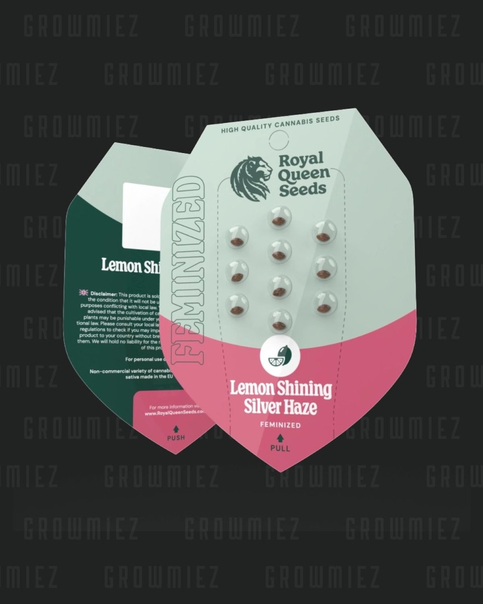 Lemon Shining Silver Haze Samen