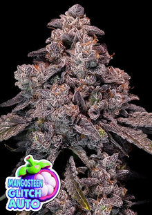 Anesia Seeds Mangosteen Glitch Auto Cannabis Samen