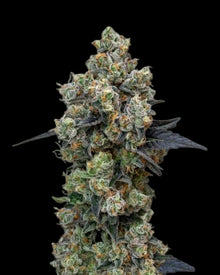 F1 Hybride Cannabis Samen Orbital Banana von Royal Queen Seeds