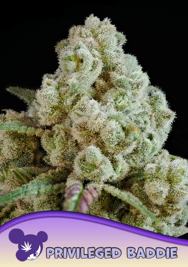 Anesia Seeds Privileged Baddie Cannabis Samen