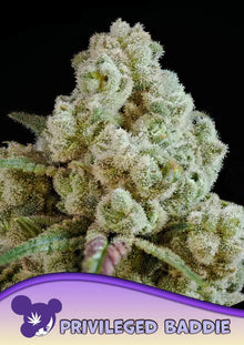 Anesia Seeds Privileged Baddie Cannabis Samen