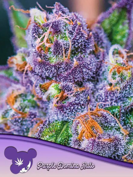 Anesia Seeds Purple Domina Auto Cannabis Samen