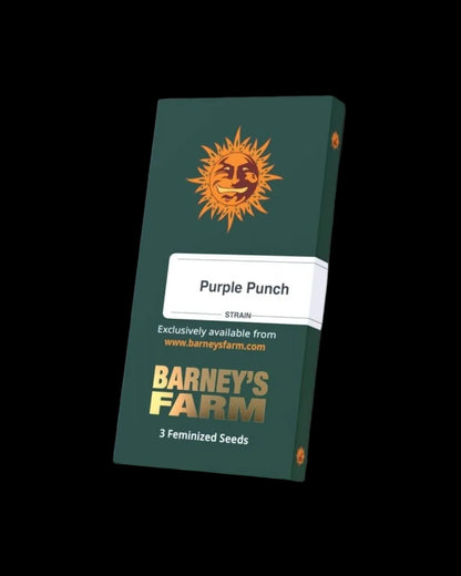 Purple Punch Samenpackung