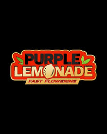 Purple Lemonade Fast Flowering