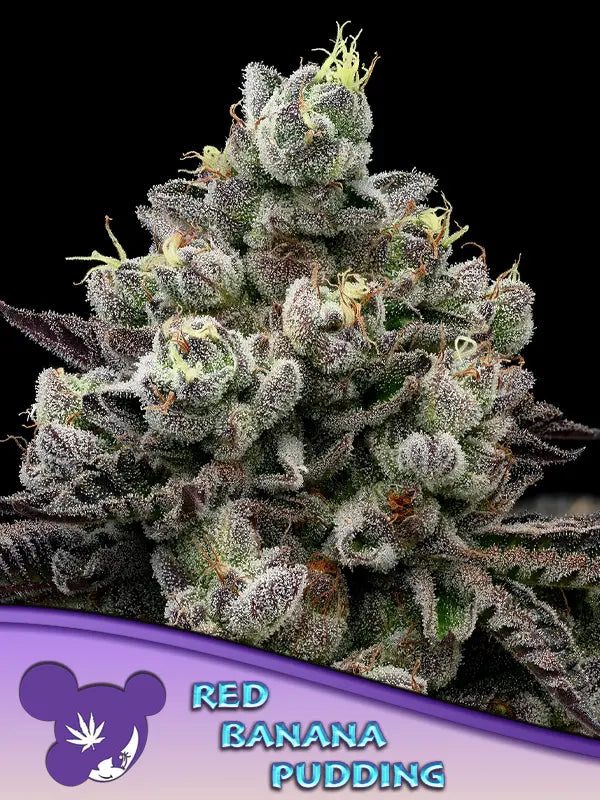 Anesia Seeds Red Banana Pudding Cannabis Samen