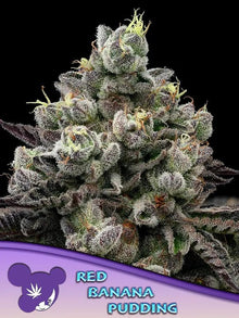 Anesia Seeds Red Banana Pudding Cannabis Samen