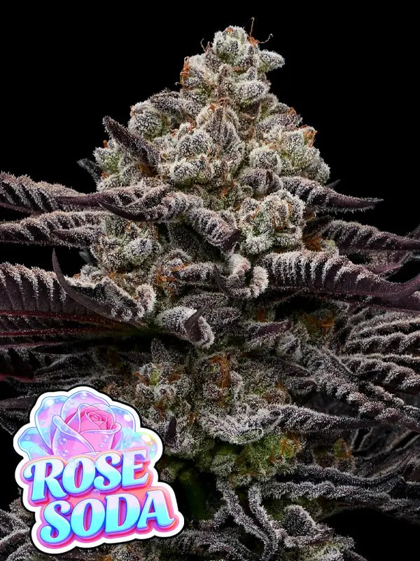 Anesia Seeds Rose Soda Cannabis Samen