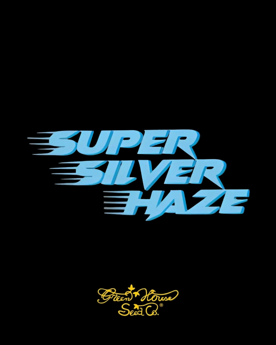 Super Silver Haze - Green House Seeds