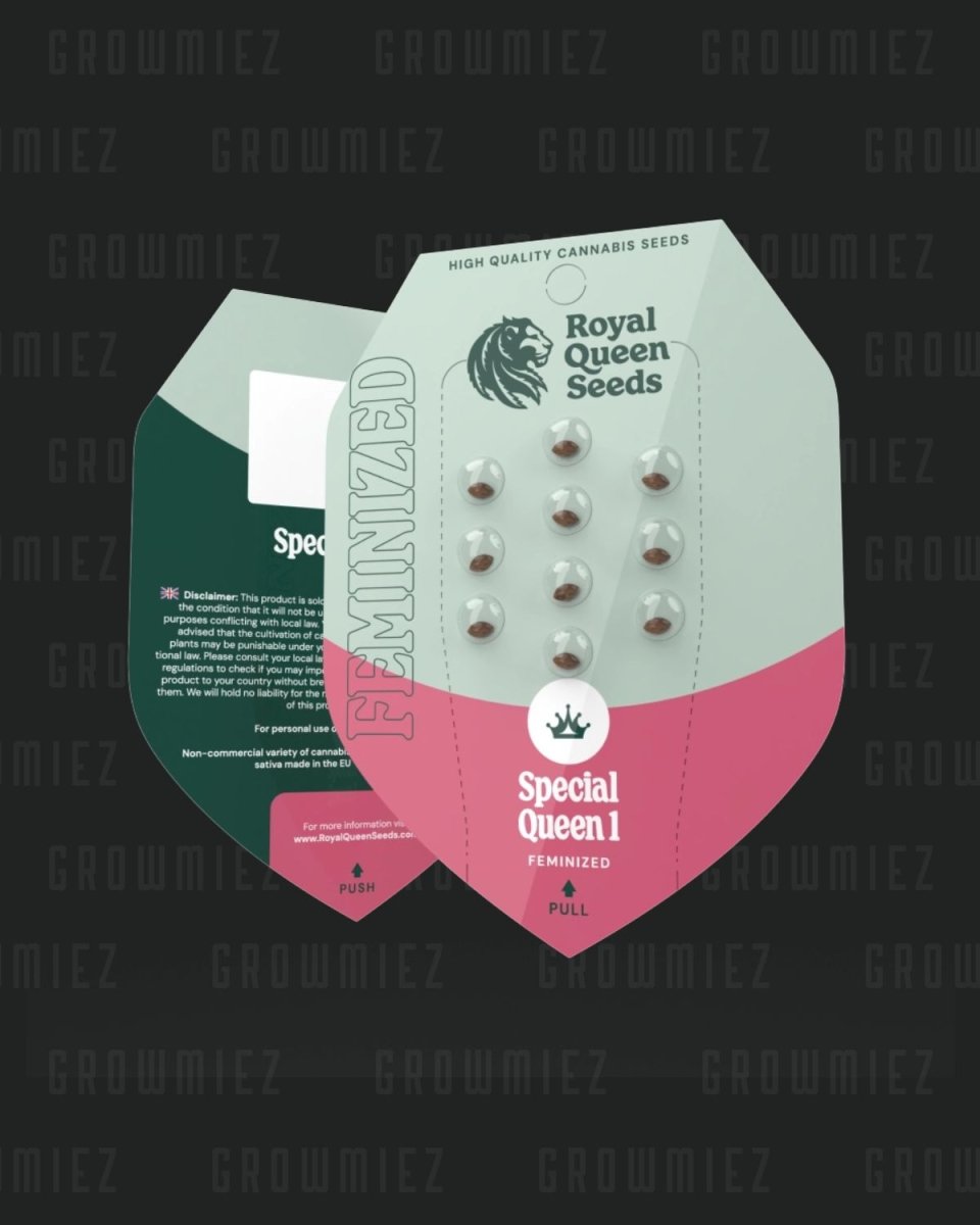 Special Queen 1