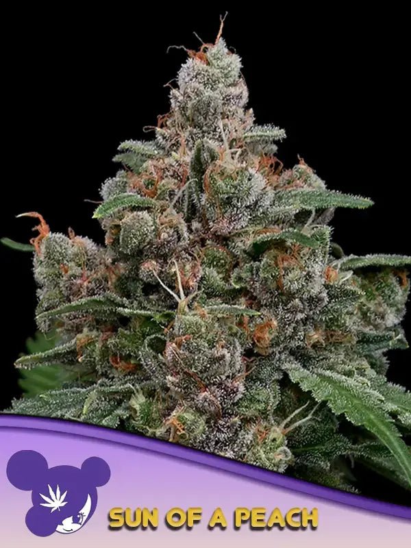 Anesia Seeds Sun of a Peach Cannabis Samen