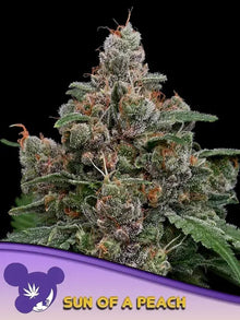 Anesia Seeds Sun of a Peach Cannabis Samen