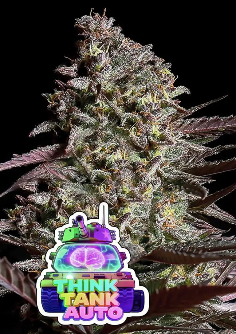 Anesia Seeds Think Tank Auto Cannabis Samen