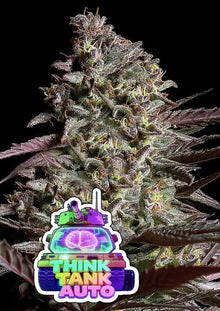 Anesia Seeds Think Tank Auto Cannabis Samen