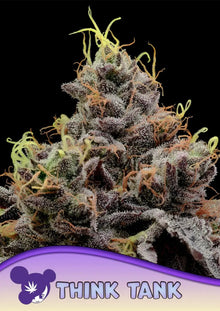 Anesia Seeds Think Tank Cannabis Samen