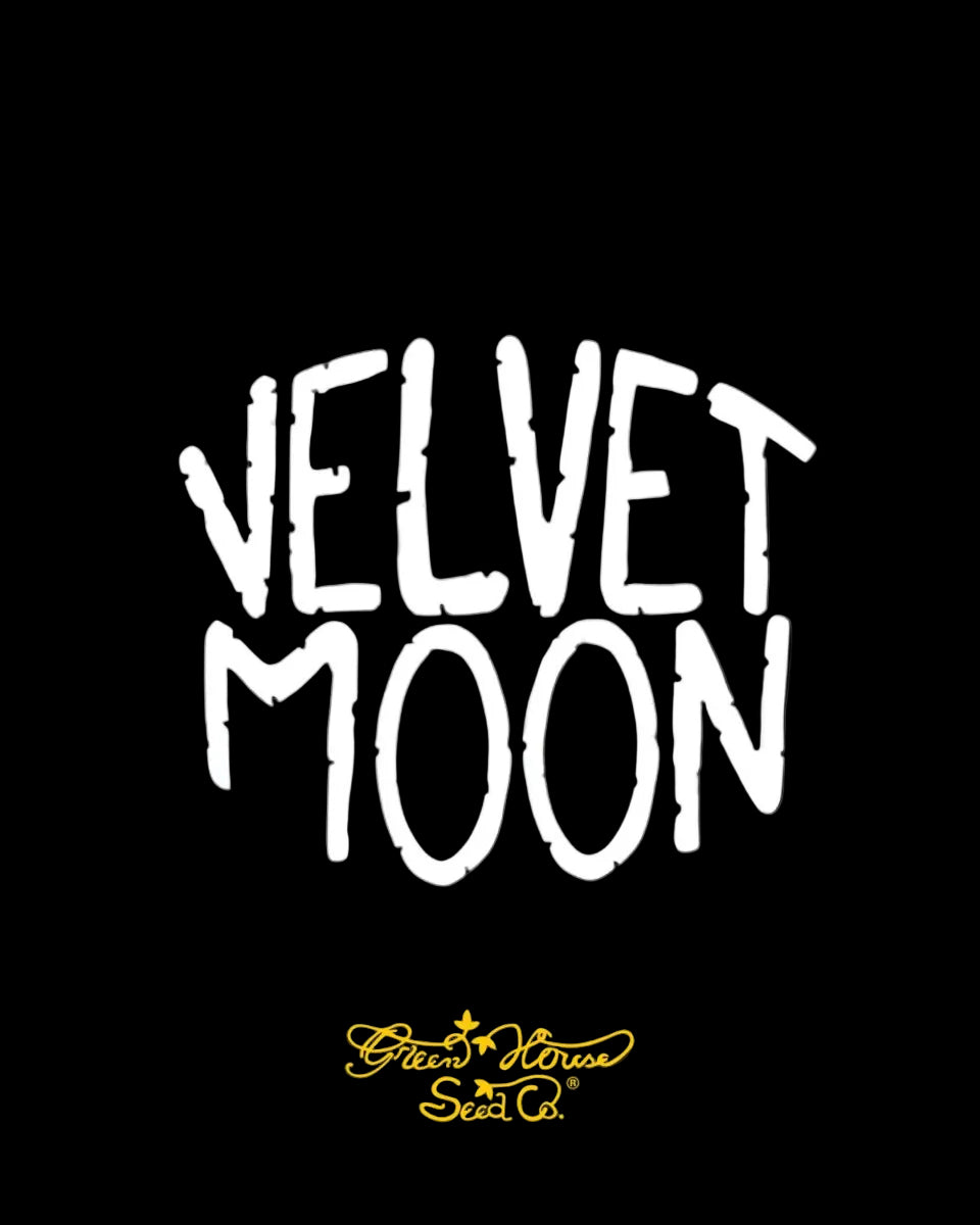 Velvet Moon - Green House Seeds