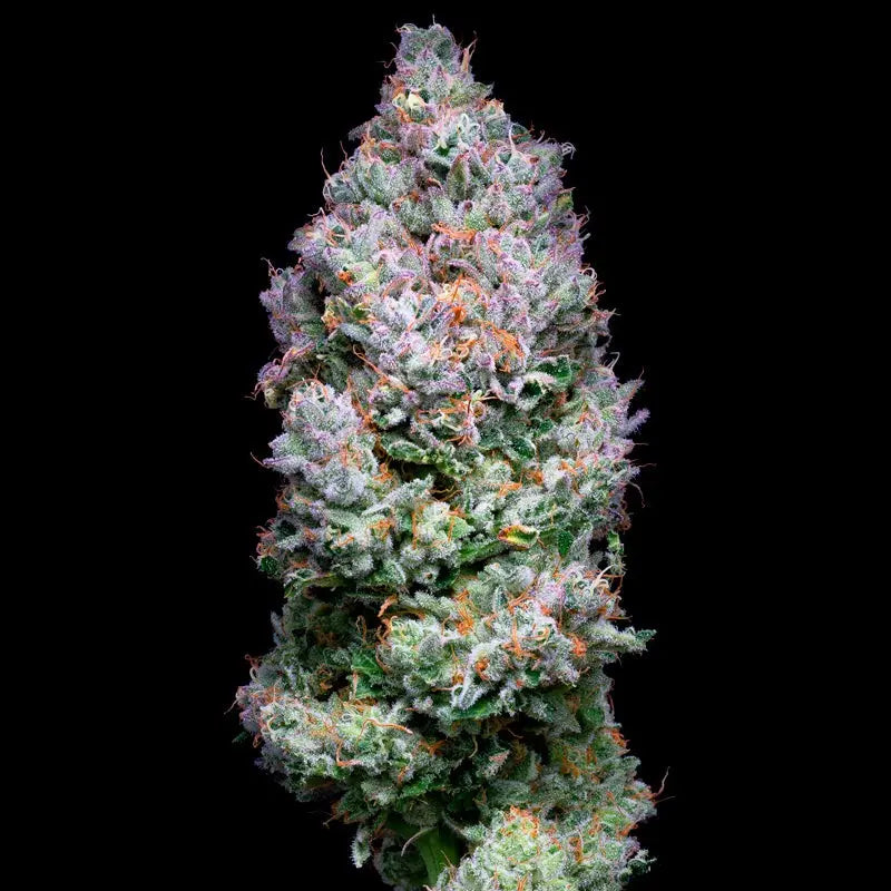 Silent Seeds Acai Jelly Cannabis Samen