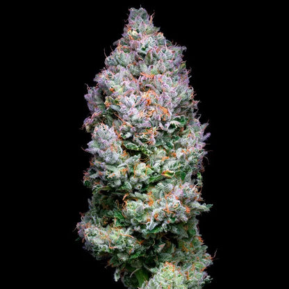 Silent Seeds Acai Jelly Cannabis Samen