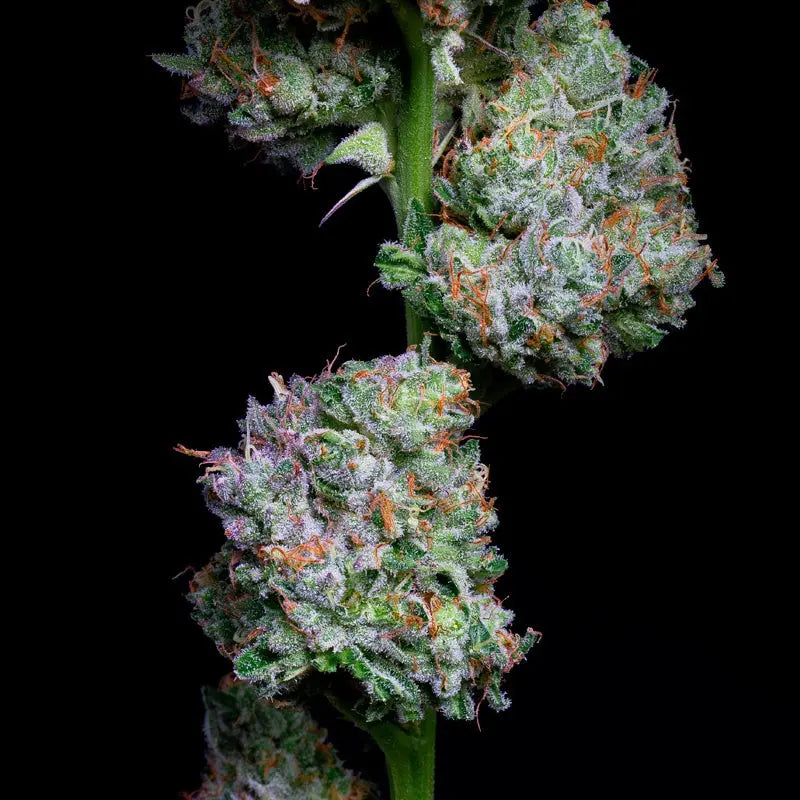 Silent Seeds Acai Jelly Cannabis Samen
