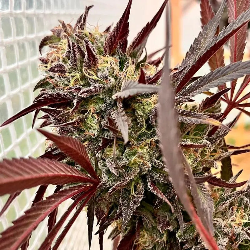 Silent Seeds Acai Jelly Cannabis Samen