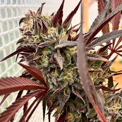 Silent Seeds Acai Jelly Cannabis Samen