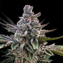 Silent Seeds Acai Jelly Cannabis Samen