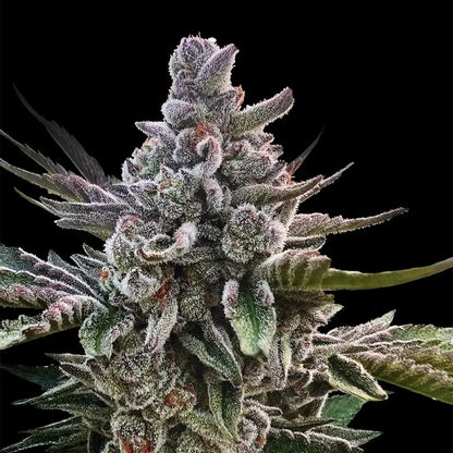 Silent Seeds Acai Jelly Cannabis Samen