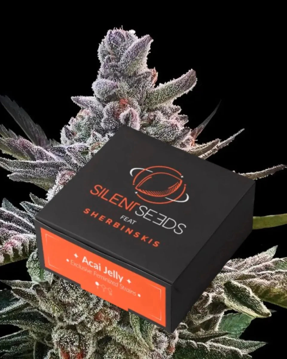 Acai Jelly von Silent Seeds – feminisierte Cannabis Samen