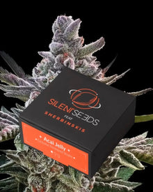 Acai Jelly von Silent Seeds – feminisierte Cannabis Samen