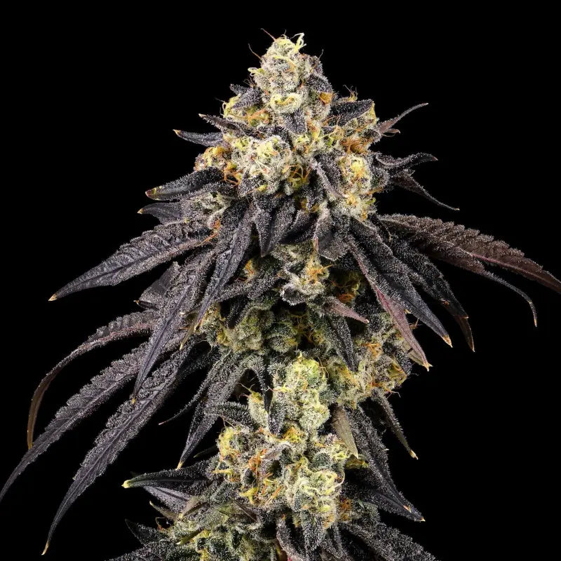 Adios MF x GSC Limited von Cookies, feminisierte Cannabissamen: kontrastreiche Blüte mit fast schwarzen Blättern und hellgrünen Buds.