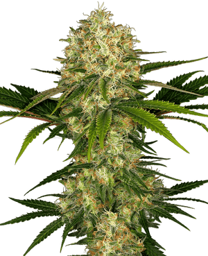 sensi-seeds-afghani-1