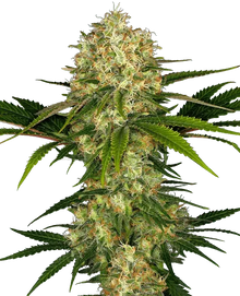 sensi-seeds-afghani-1
