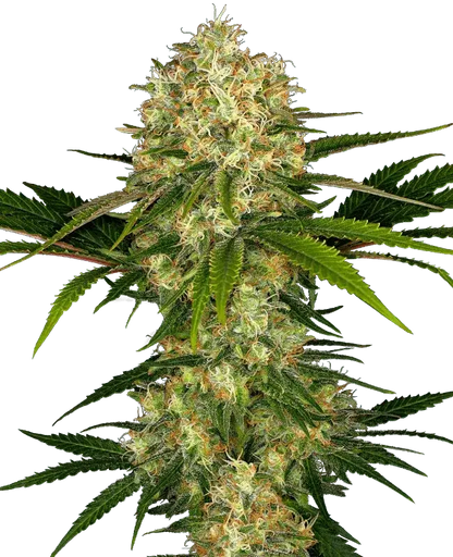 sensi-seeds-afghani-1