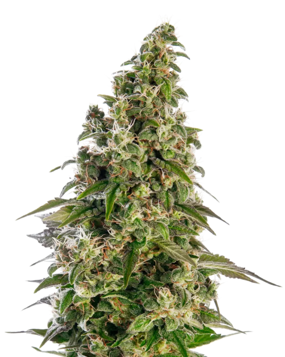 Blüte einer Afghani #1 Automatic von Sensi Seeds