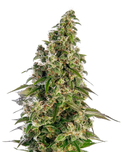 Blüte einer Afghani #1 Automatic von Sensi Seeds