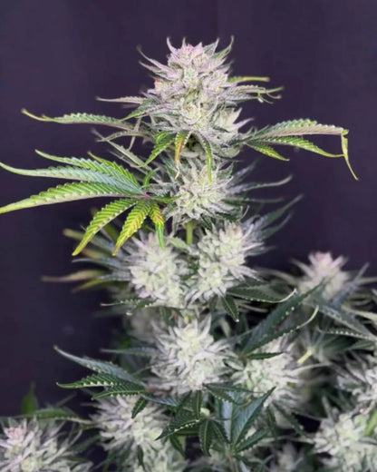 AK Auto von Fast Buds – autoflowering, sativabetonte Cannabissamen der AK-Genetik.