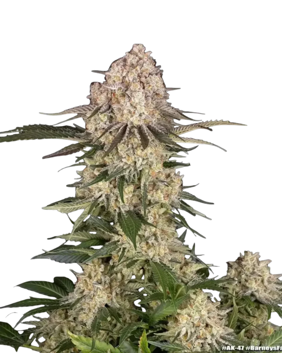 AK feminisierte Cannabispflanze von Barney's Farm.