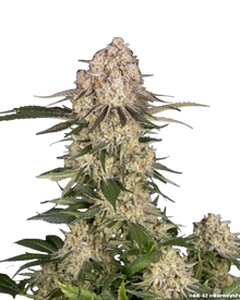 AK feminisierte Cannabispflanze von Barney's Farm.