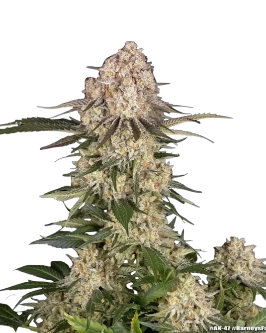 AK feminisierte Cannabispflanze von Barney's Farm.