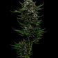 all-gas-og-humboldt-seeds