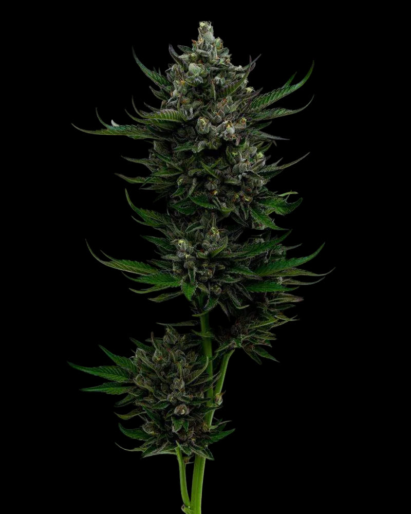 all-gas-og-humboldt-seeds