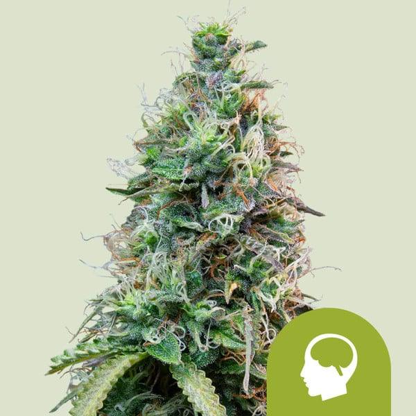 amnesia-haze-auto-royal-queen-seeds