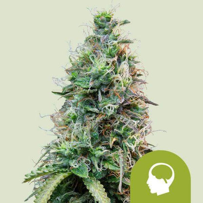 Amnesia Haze Automatic