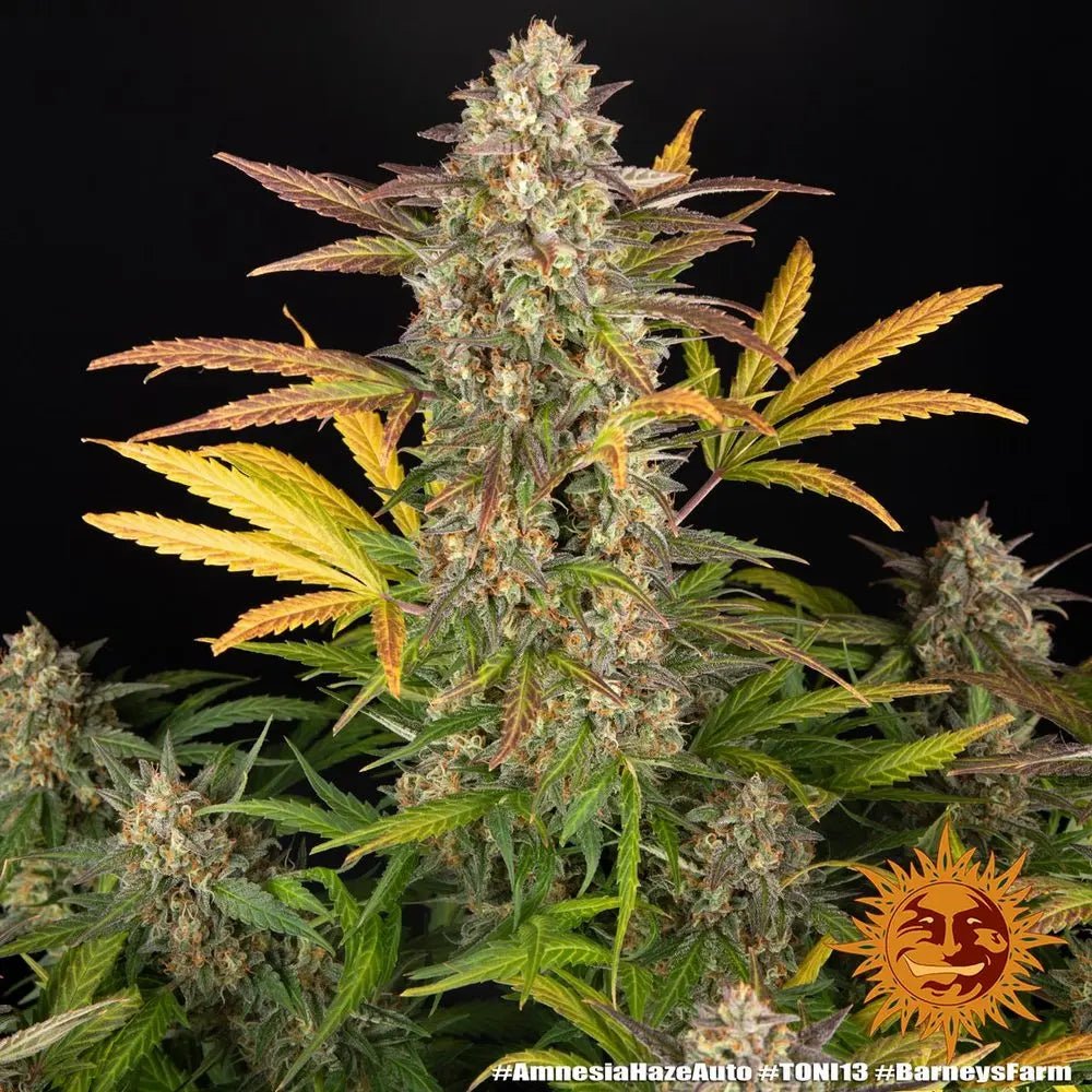 Amnesia Haze Auto von Barney's Farm – sativabetonte Autoflower mit Zitrus-Haze-Aroma